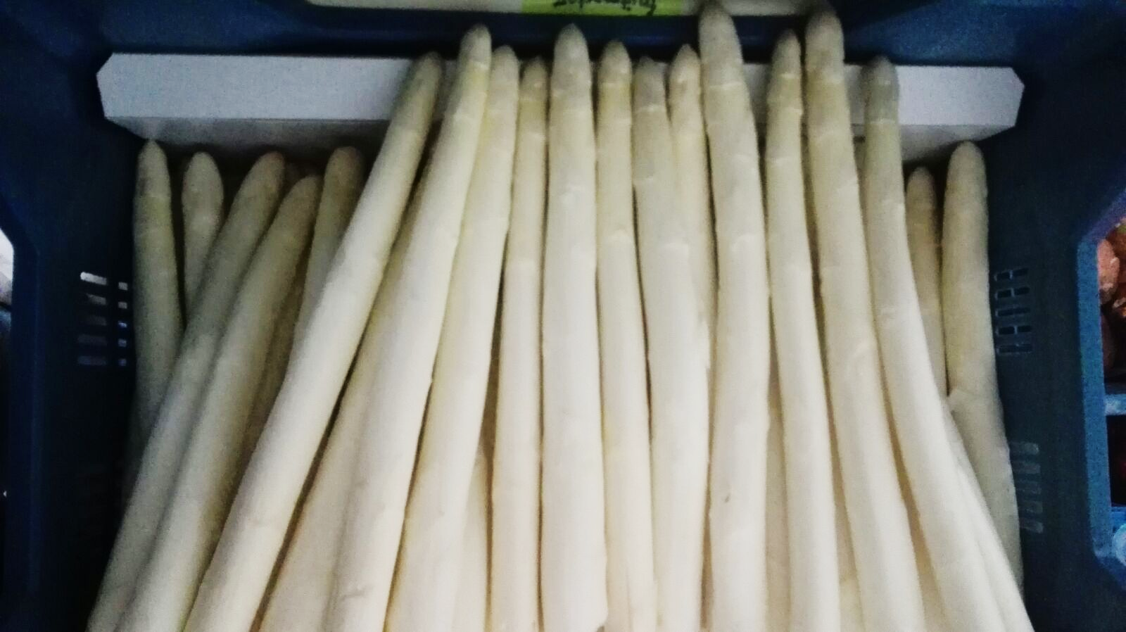Verse asperges